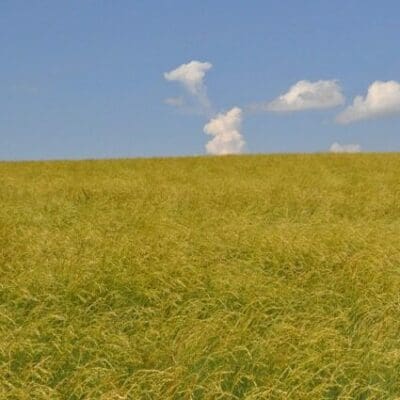 Flowey green stemmed grass with yellow ends. Secar Snake River Wheatgrass. Scientific name: Elymus wawawaiensis