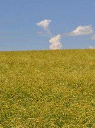 Flowey green stemmed grass with yellow ends. Secar Snake River Wheatgrass. Scientific name: Elymus wawawaiensis