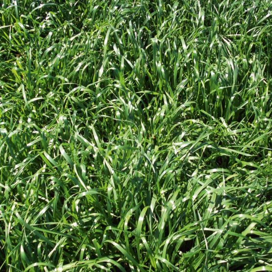 Pearl Millet Seed For Cover Crops Best Prices from Great Basin Seed