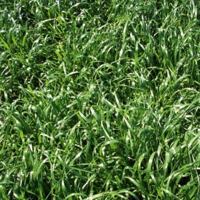 dark green grassy pasture of Annual Ryegrass Scientific Name: Lolium perenne multiform