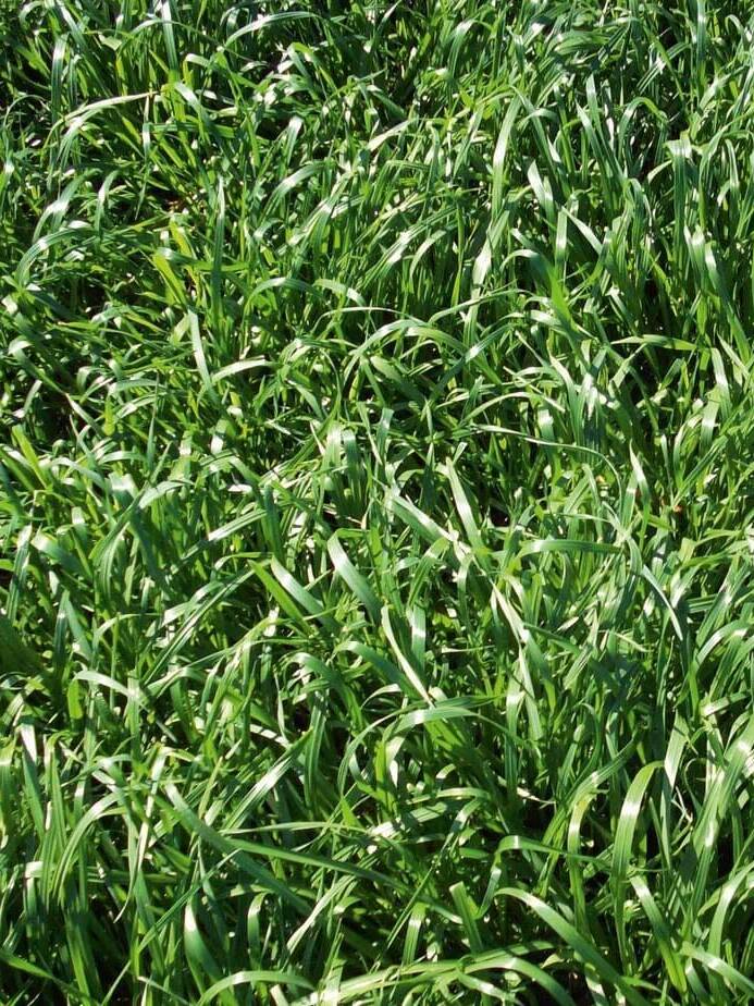 dark green grassy pasture of Annual Ryegrass Scientific Name: Lolium perenne multiform
