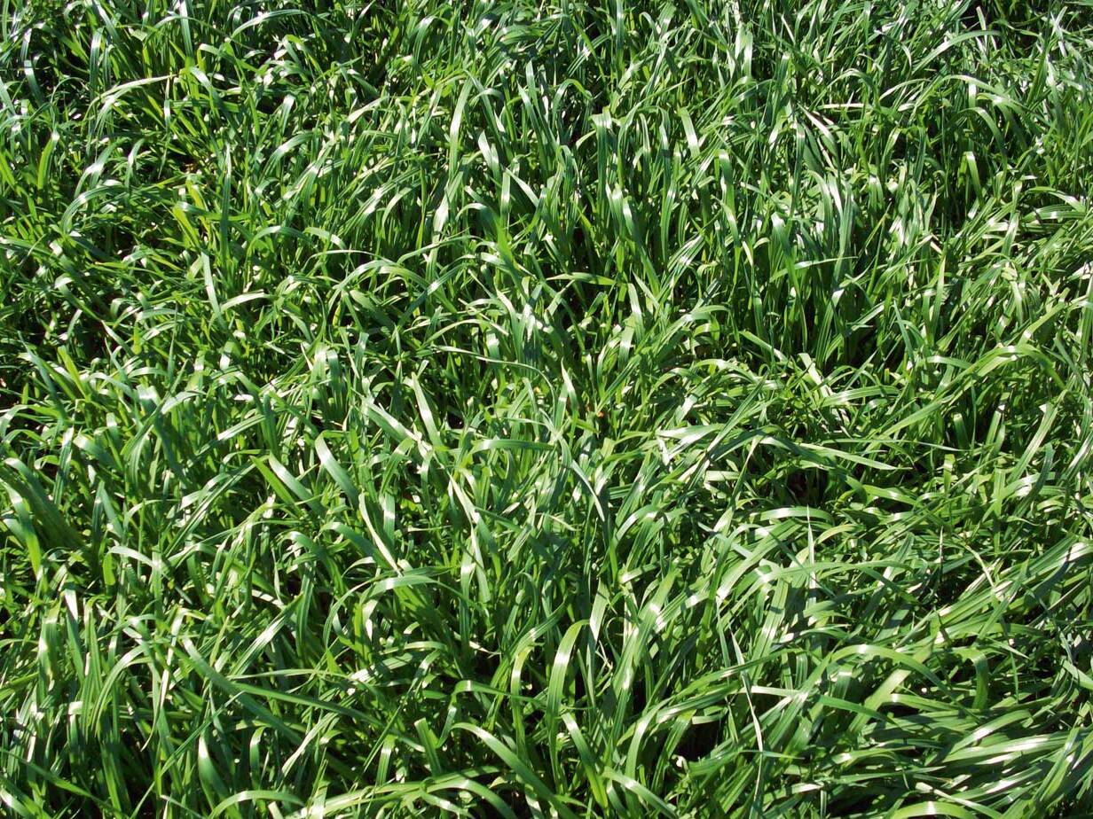 Blue Grama (Bouteloua gracilis) Great Basin Seeds