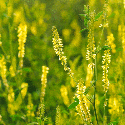 close up bright yellow flowers on tall green stem. Yellow Sweet Clover. Scientific name: Melilotus officinalis