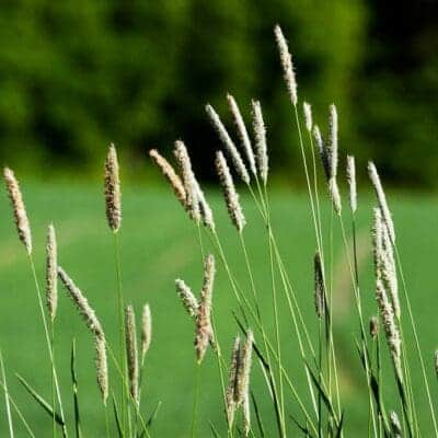 green plant with tall green stem, Timothy Grass. Scientific Name: Phleum Pratense