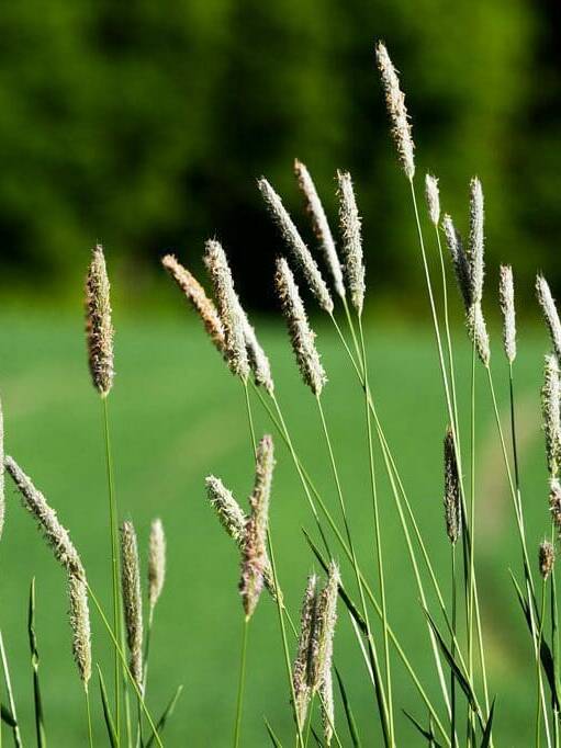 green plant with tall green stem, Timothy Grass. Scientific Name: Phleum Pratense