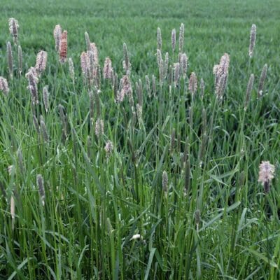 Tall green grass with fluffy purple seed head Scientific Name: Alopecurus arundinaceus