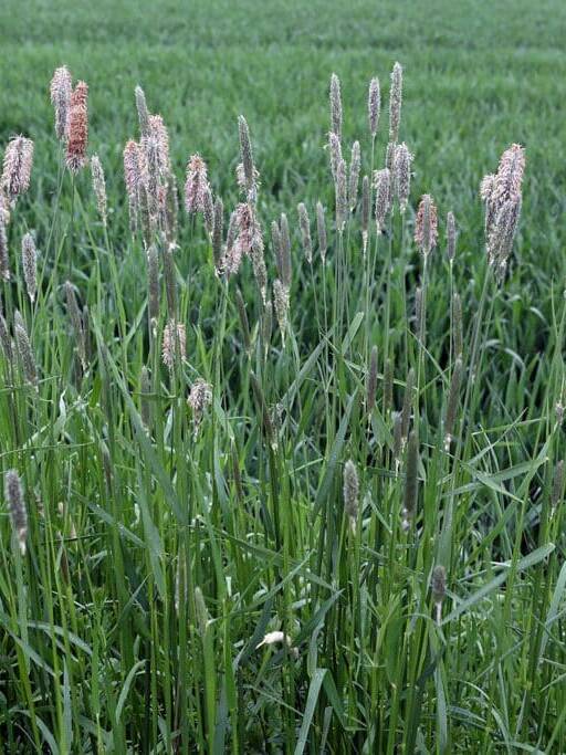 Tall green grass with fluffy purple seed head Scientific Name: Alopecurus arundinaceus
