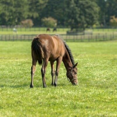 Horse standing on the beautiful green Horse Pasture Mix