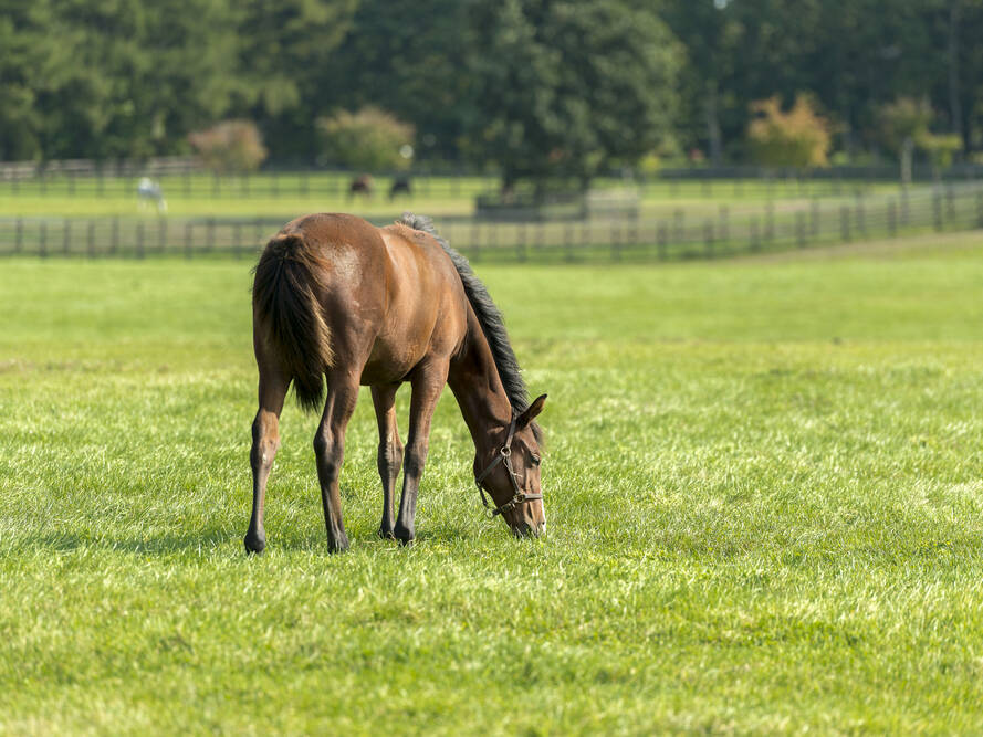 All Purpose Pasture Grass Mix Great Basin Seeds Pasture Grass Seed