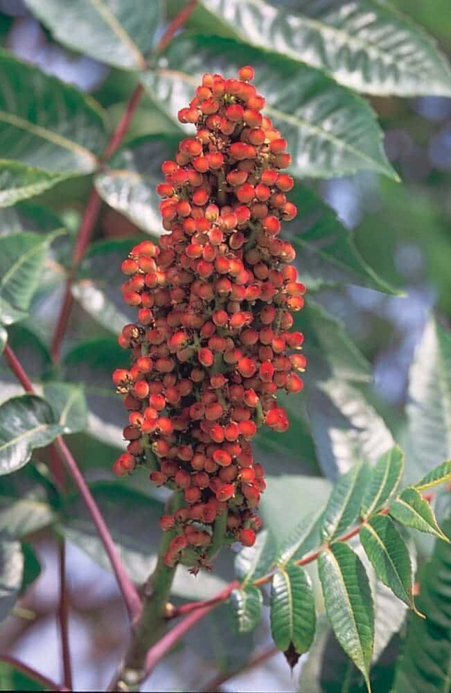 Smooth Sumac Rhus glabra Great Basin Seeds
