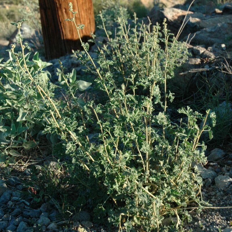 Desert Globemallow wildflower plant before it has bloomed, Scientific name: sphaeralcea ambigua