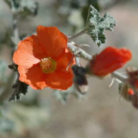 Close up beautiful orange Desert Globemallow Scientific Name: Sphaeralcia ambigua