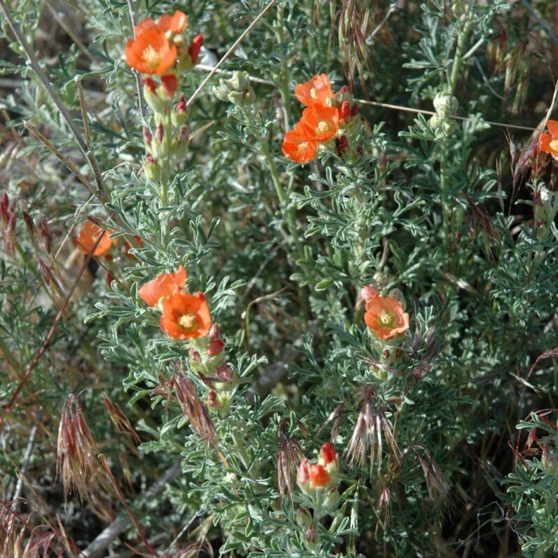 Orange and yellow flower on brush. Scarlet Globemallow Scientific Name: Sphaeralcia coccinia