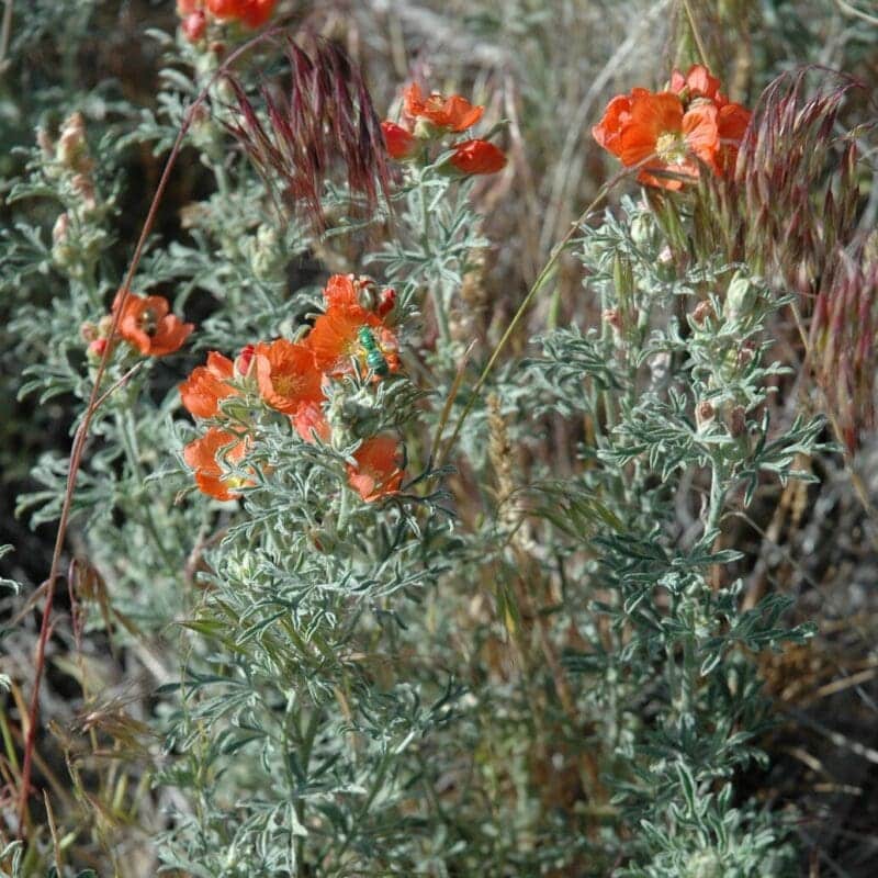 Upclose of Scarlet Globemallow flowers. Scarlet Globemallow Scientific Name: Sphaeralcia coccinia