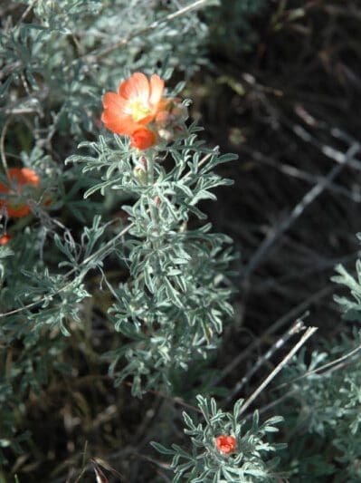 Close up red Scarlet Globemallow flower. Scientific name: sphaeralcia coccinea