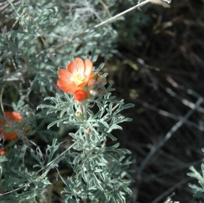 Close up red Scarlet Globemallow flower. Scientific name: sphaeralcia coccinea