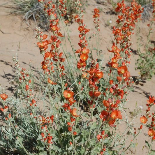 Orange red flowered spiny bush in the desert called Small Leaf Globemallow. Scientific name: sphaeralcea parvifolia