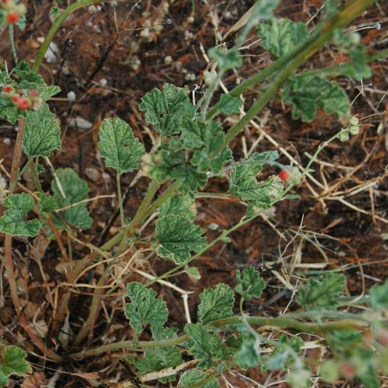 Green leaf with dark green spine growing on a bush. Small Flower Globemallow. Scientific Name: Sphaeralcea Parvifolia