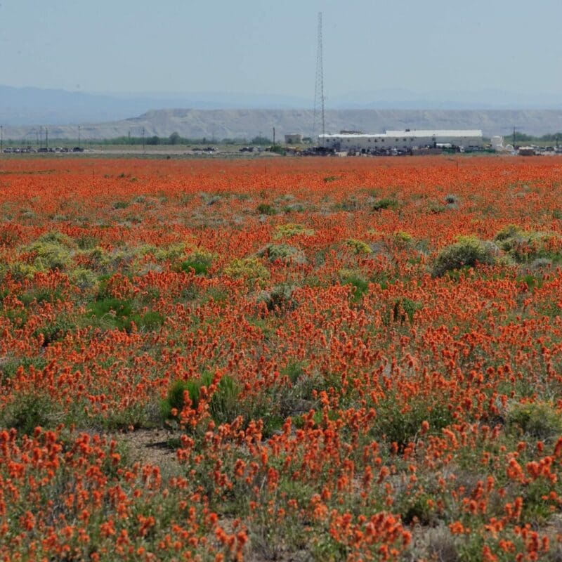 Orange flowering bush with flowers all up the stems. Small Flower Globemallow. Scientific name: Sphaeralcea Parvifolia