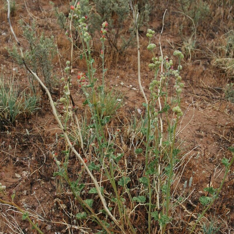 Small bush with little round pods of orange flowers on top. Small Flower Globemallow. Scientific Name: Sphaeralcea Parvifolia