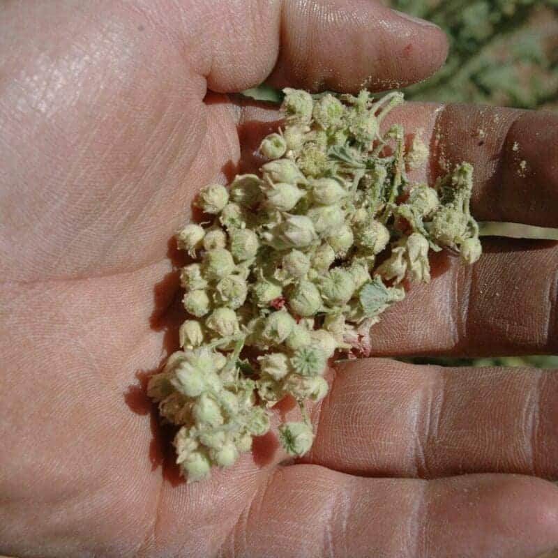 Small Flower Globemallow close up seed pods, Scientific Name: Spharealcea Parvifolia