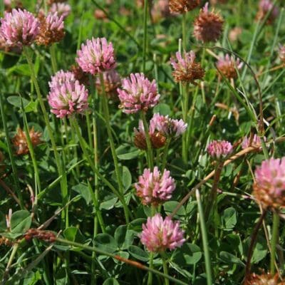 pink flower top on green stem. Scientitfic name: Trifolium fragiferum