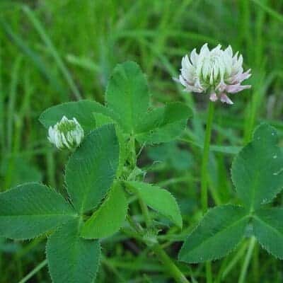 close up small leaf white flowered Alsike Clover plant in vegetation, Scientific Name: trifolium hydridum