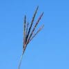 red/green/blue close up plant, Big Bluestem aka Turkeyfoot Scientific Name: Andropogon gerardi