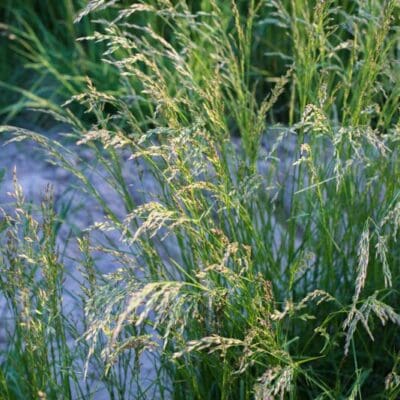 Close up of Perennial Ryegrass. Scientific Name: lolium perenne