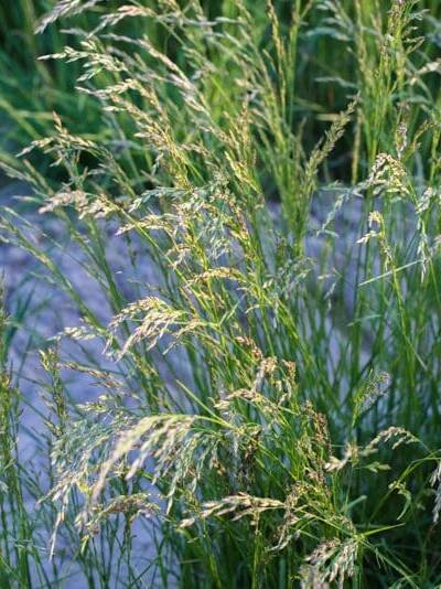 Close up of Perennial Ryegrass. Scientific Name: lolium perenne