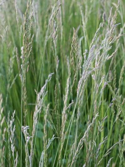 Perennial Ryegrass