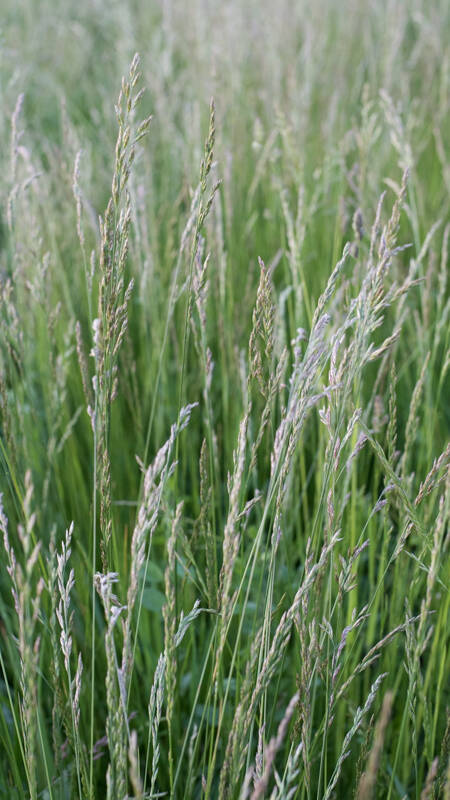Perennial Ryegrass