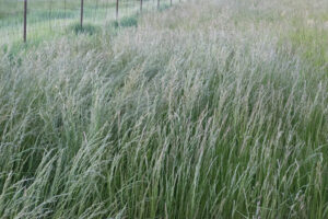 Perennial Ryegrass