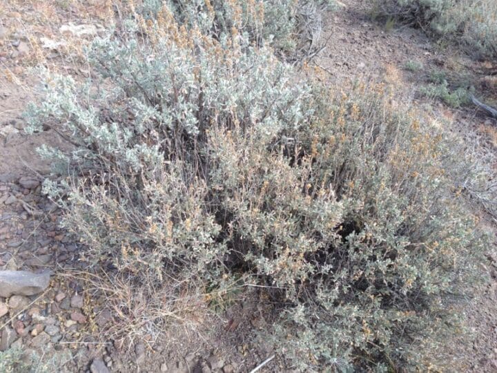 Wyoming Big Sagebrush (Artemesia tridentata wyomingensis) Great Basin