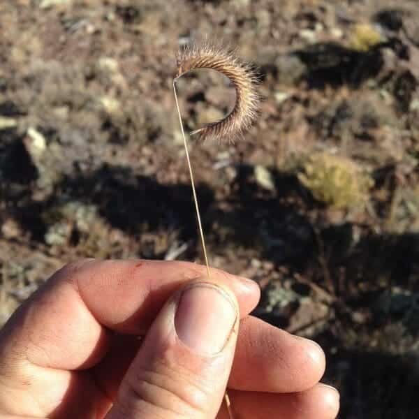 Thin stemmed plant with a curved seed at the top. Blue Grama Scientific Name: Bouteloua gracilis