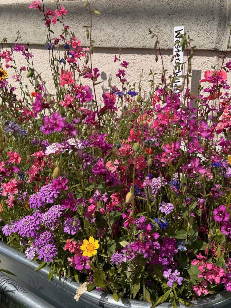 Western Wildflower Mix