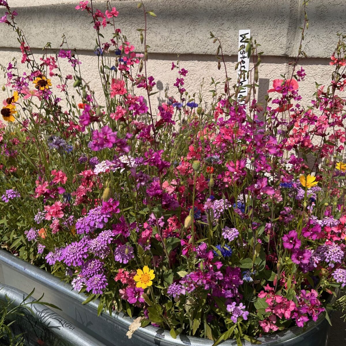 Country Creek Acres Wildflower Seed Mix (16 Oz) - Over 9000 Seeds For Gardens
