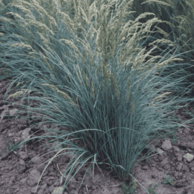 Yellow/green bunchgrass, Sherman Big Bluegrass. Scientific name: Poa secunda sherman