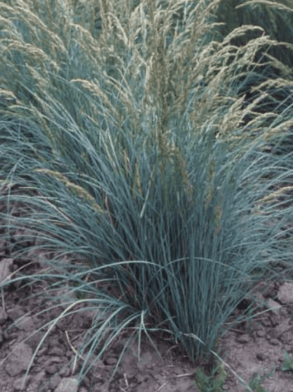 Yellow/green bunchgrass, Sherman Big Bluegrass. Scientific name: Poa secunda sherman