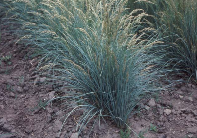 Sherman Big Bluegrass Poa secunda sherman Great Basin Seeds