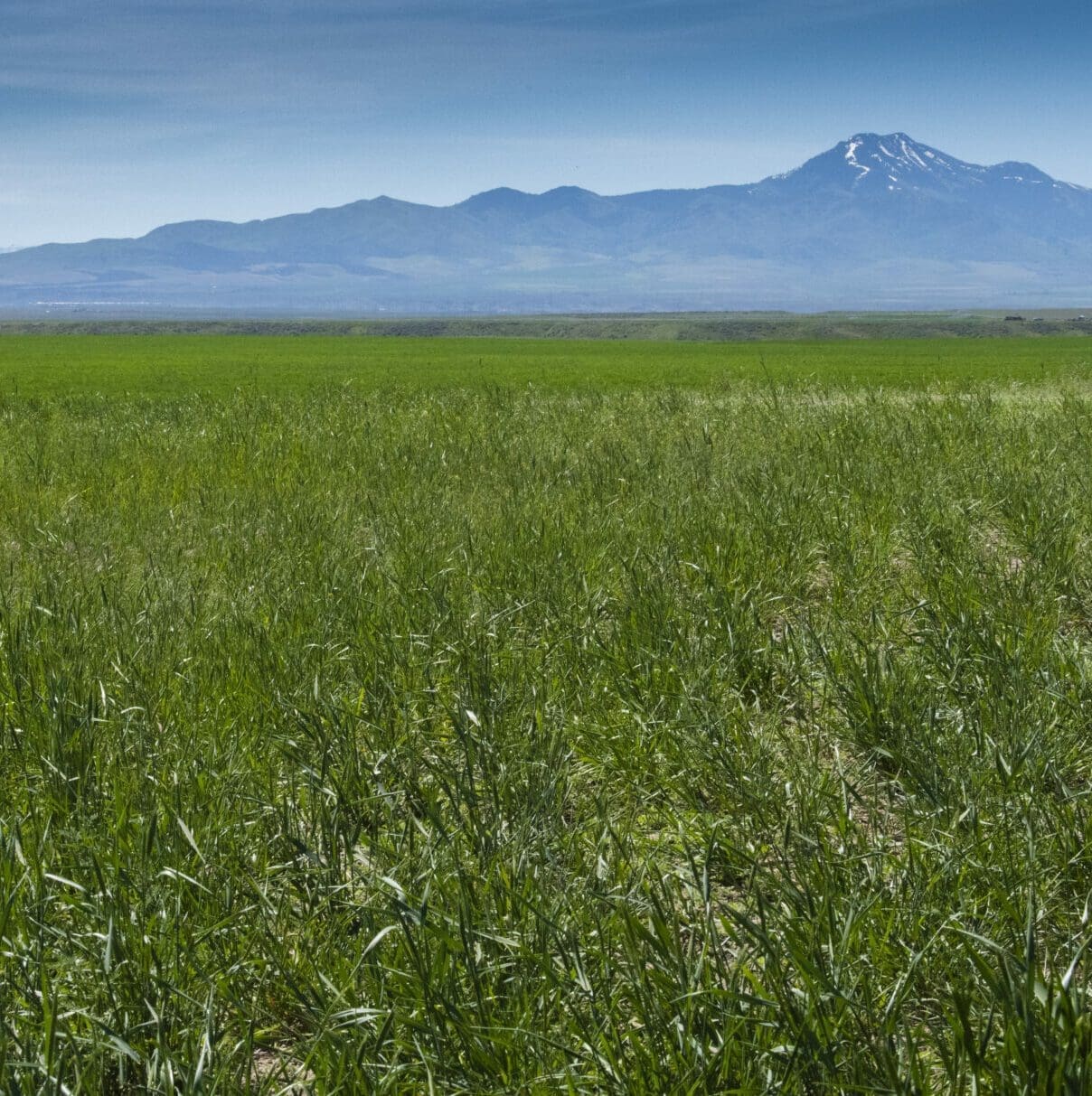 Custom dryland pasture mix in Southern Idaho