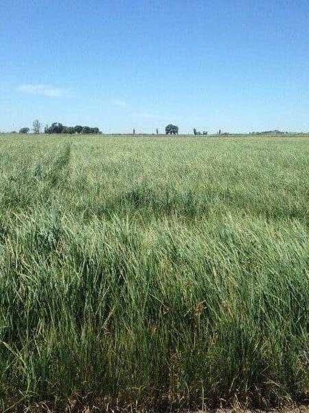 View of green pasture of Hercules Tall Wheatgrass. Scientific Name: Thinopyrum ponticum