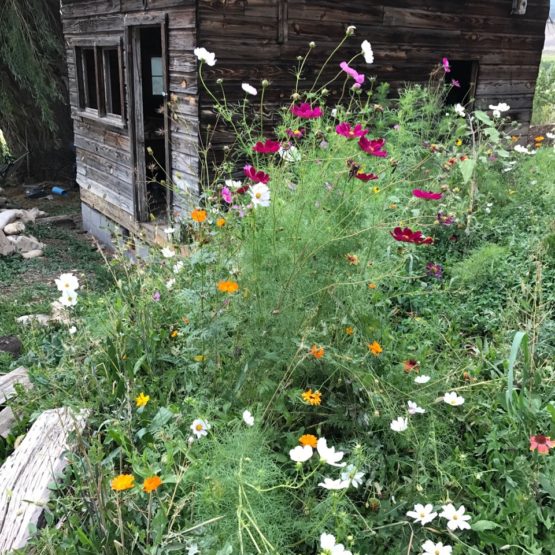 Honey Bee Flower Mix Wildflowers for Honey Bees Great Basin Seed