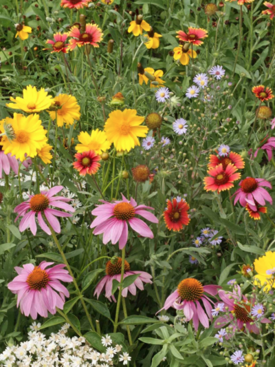 Multicolor flowers with green leafs, Honey Bee Flower Mix