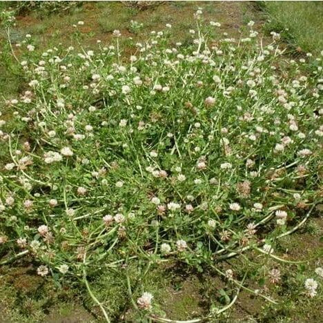 white/soft pink flower bush with green leaf, Fixation Balansa Clover. Scientific name: Trifolium michelianum