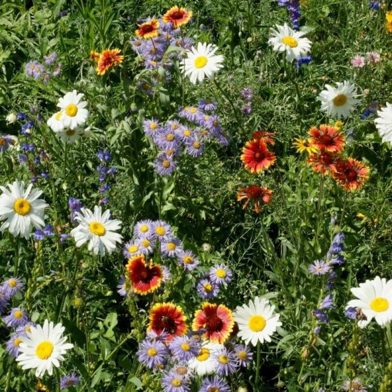 Multicolor flowers with green laves, Mountain Wildflower Mix