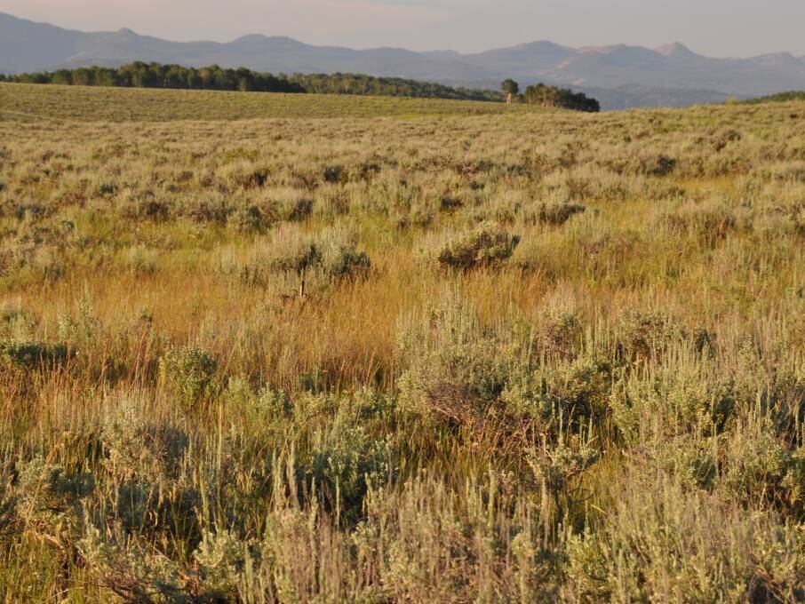 Dryland Pasture Seed Mix Great Basin Seed drought tolerant grass