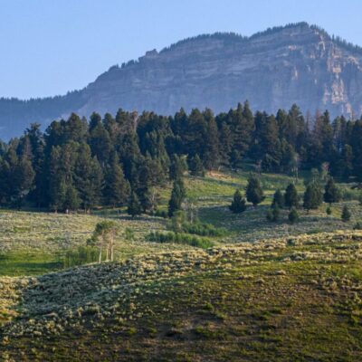 Wolf Creek Sage & Mountain Shrub Seed Mix