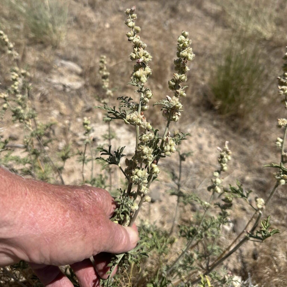 Globemallow plant in a persons hand