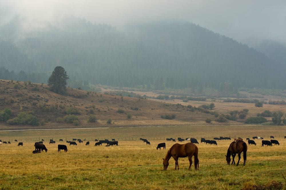 oregon fire help